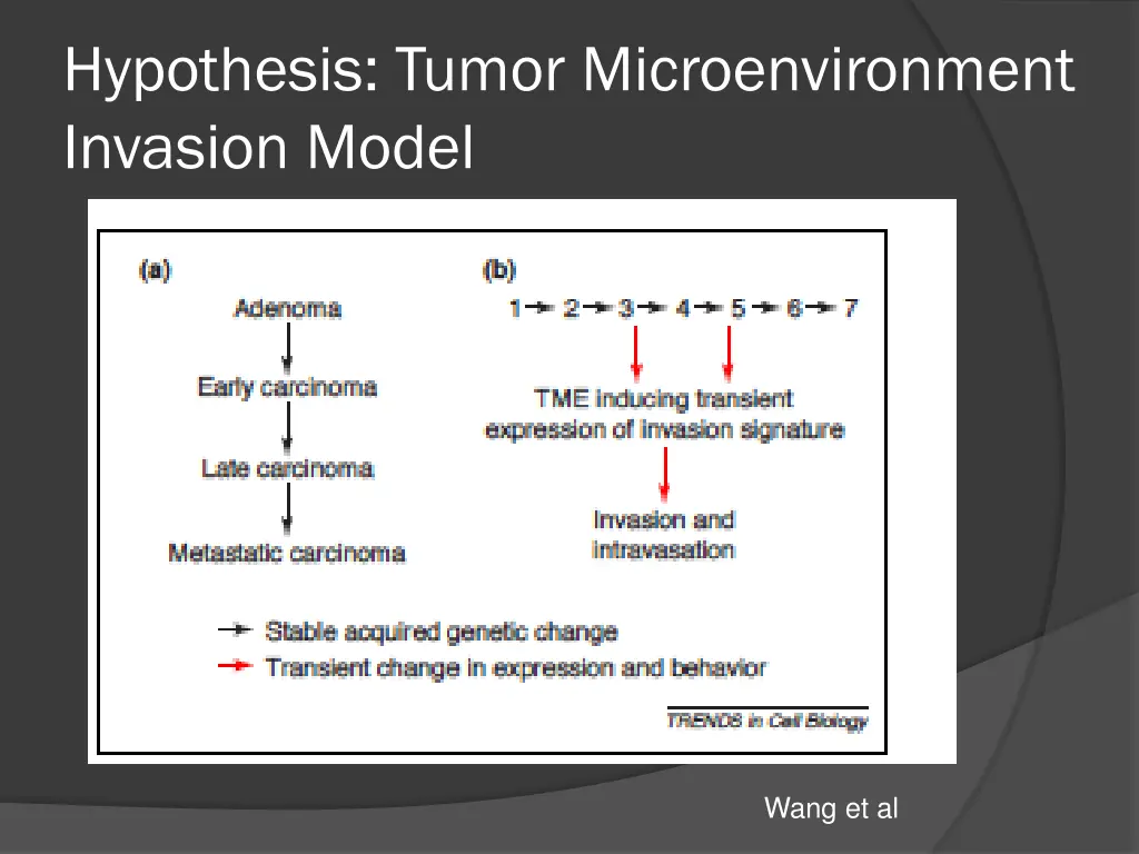 hypothesis tumor microenvironment invasion model
