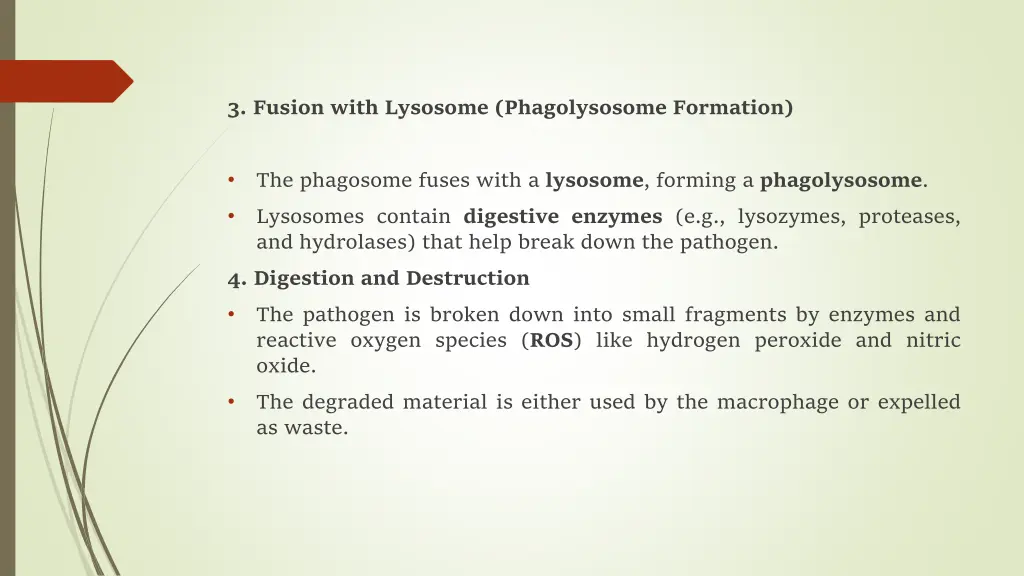 3 fusion with lysosome phagolysosome formation