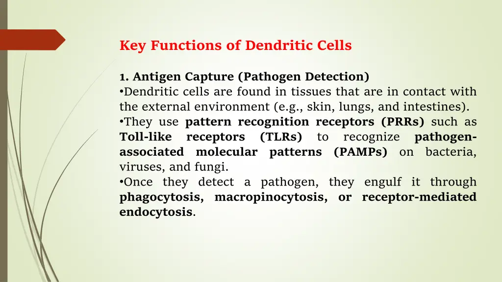 key functions of dendritic cells