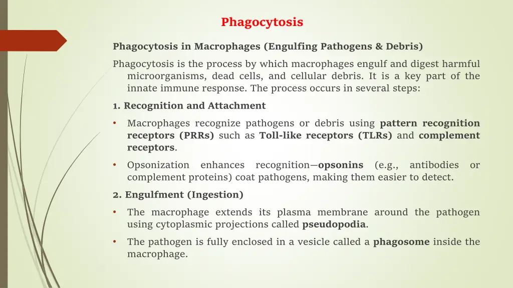 phagocytosis