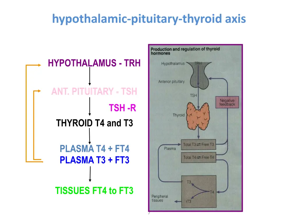hypothalamic pituitary thyroid axis