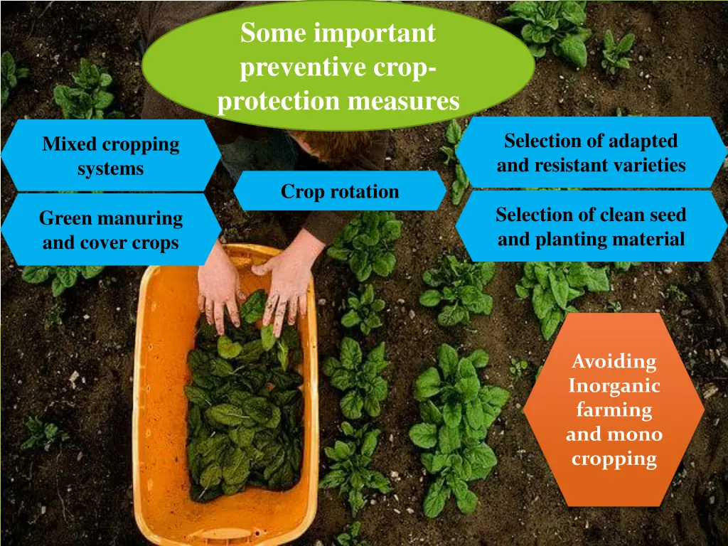some important preventive crop protection measures