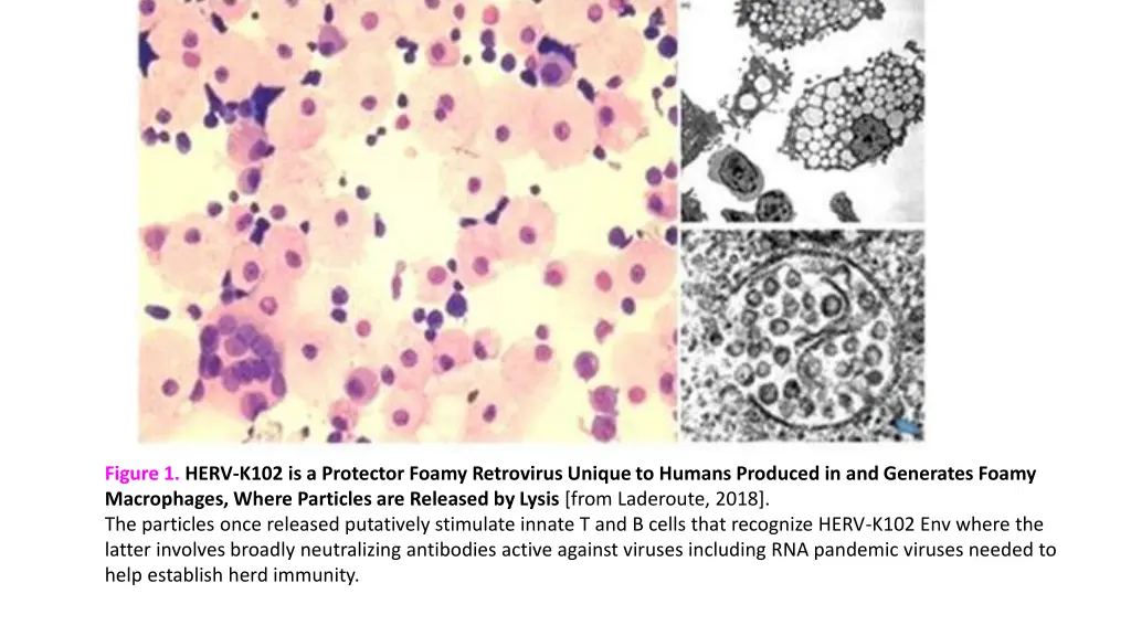 figure 1 herv k102 is a protector foamy