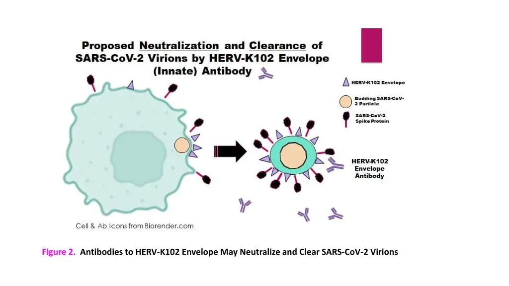 figure 2 antibodies to herv k102 envelope