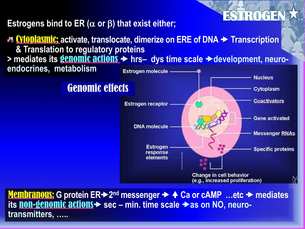 estrogen 1