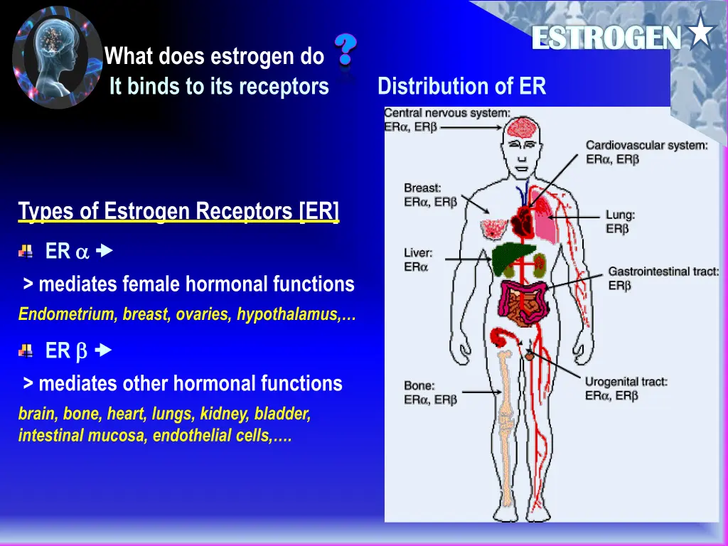 estrogen