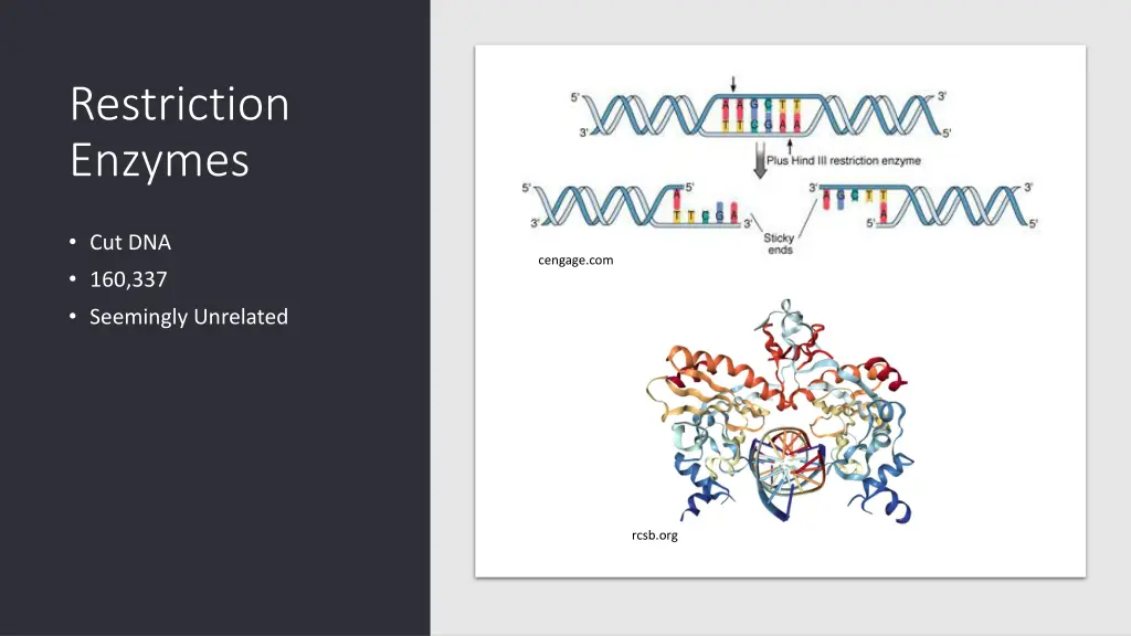 restriction enzymes