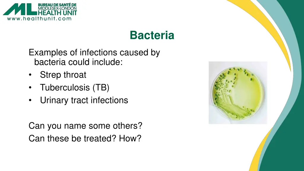 bacteria 1