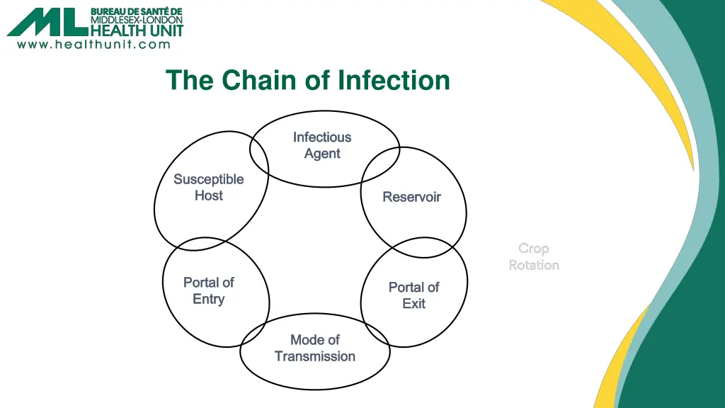 the chain of infection