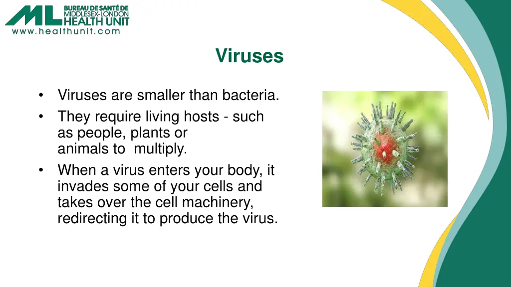 viruses