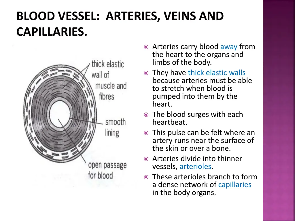 blood vessel arteries veins and capillaries
