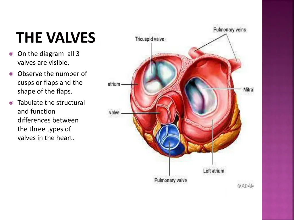 the valves