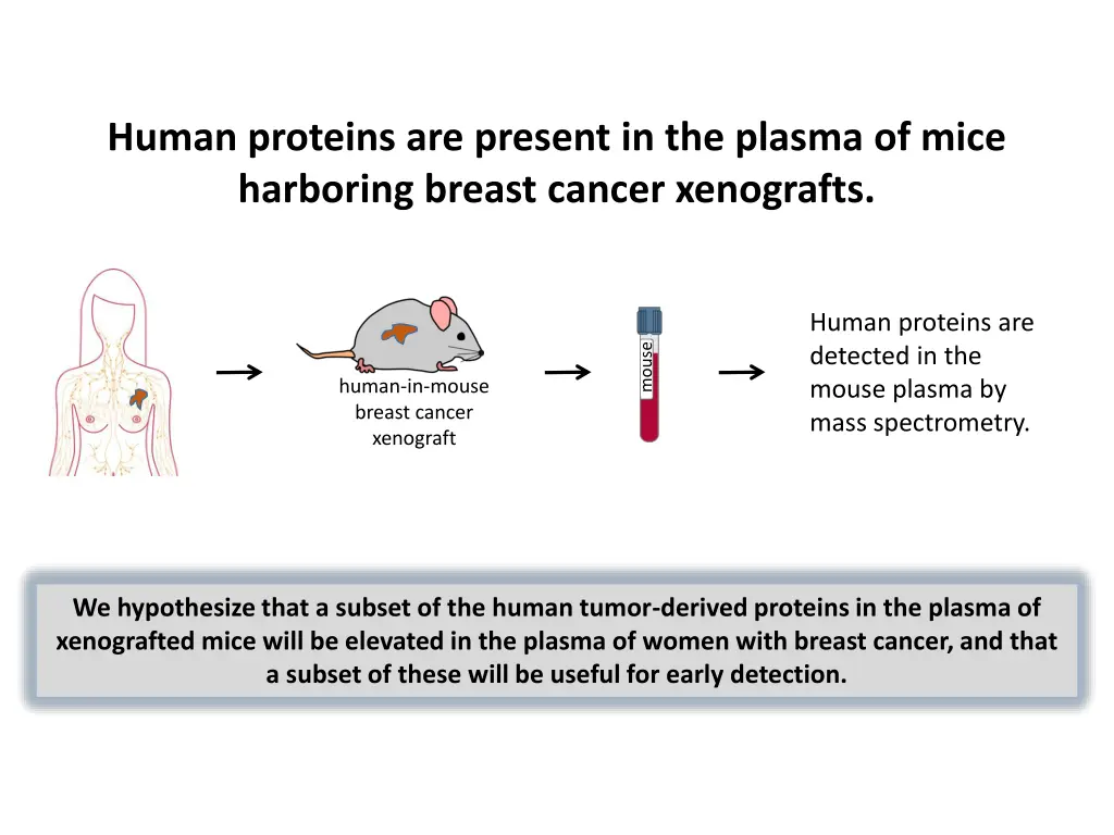 human proteins are present in the plasma of mice