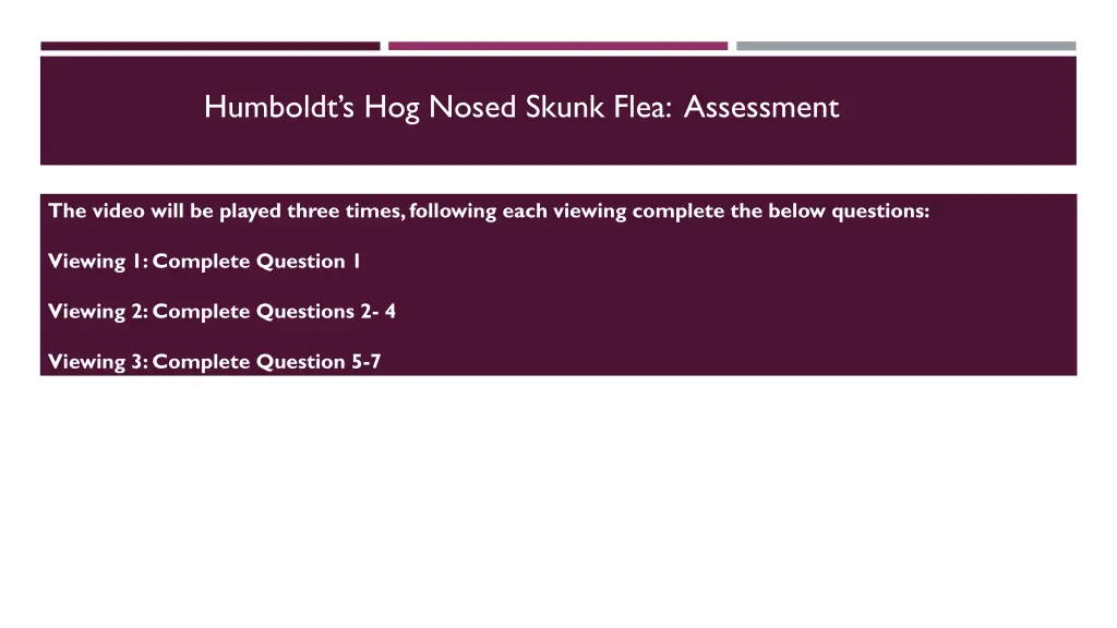 humboldt s hog nosed skunk flea assessment