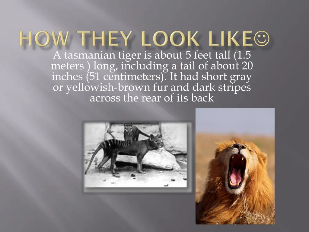 a tasmanian tiger is about 5 feet tall 1 5 meters