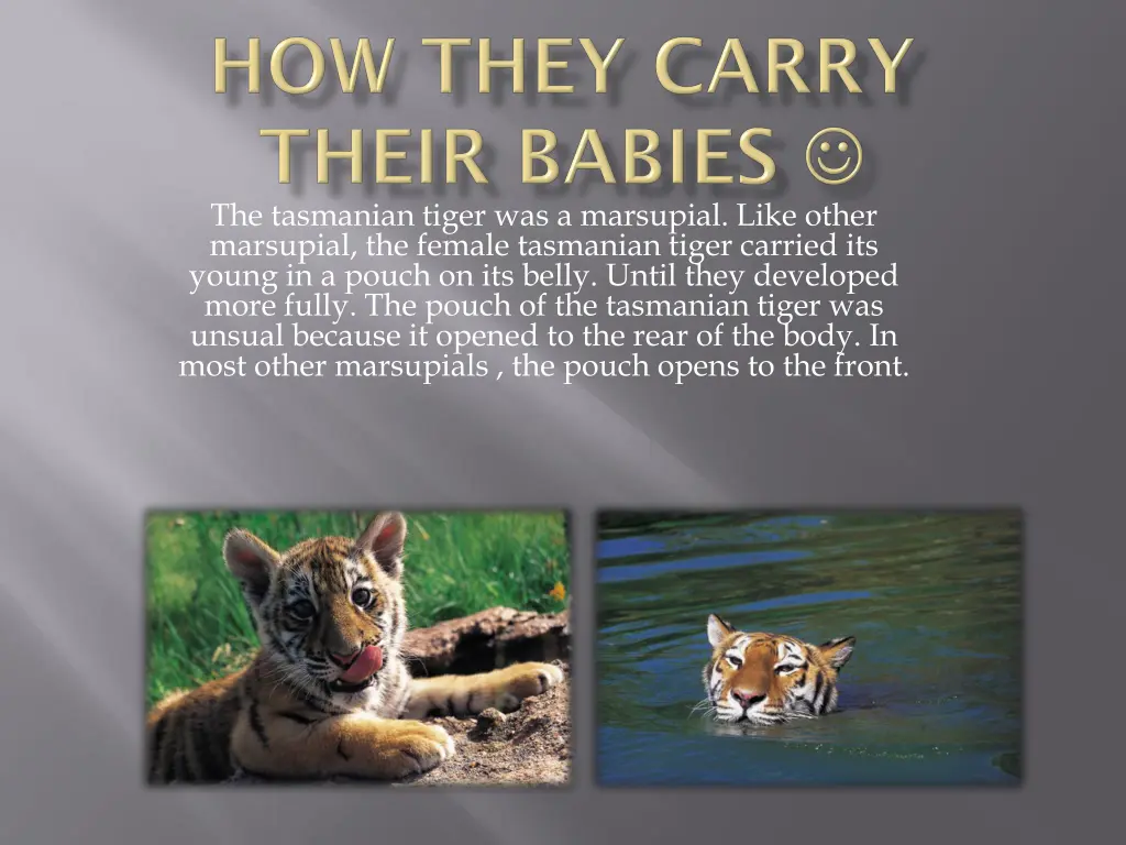 the tasmanian tiger was a marsupial like other