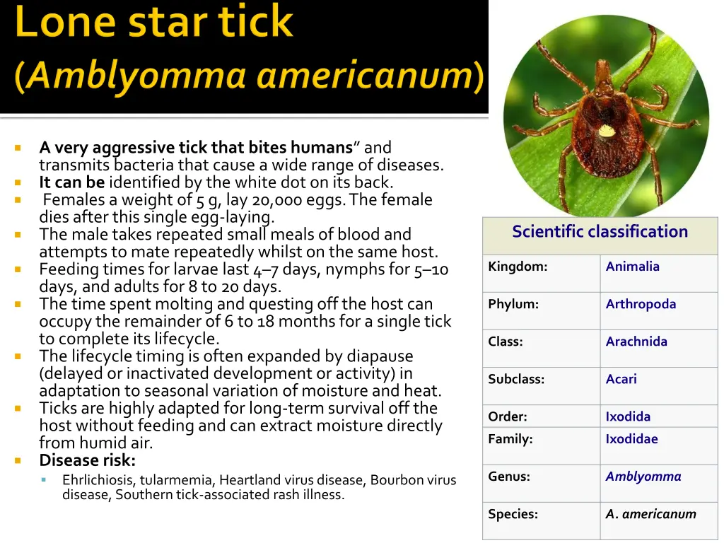 a very aggressive tick that bites humans