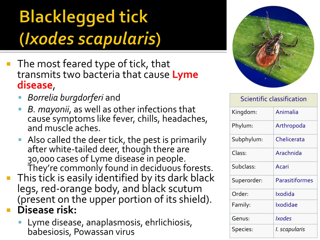 the most feared type of tick that transmits