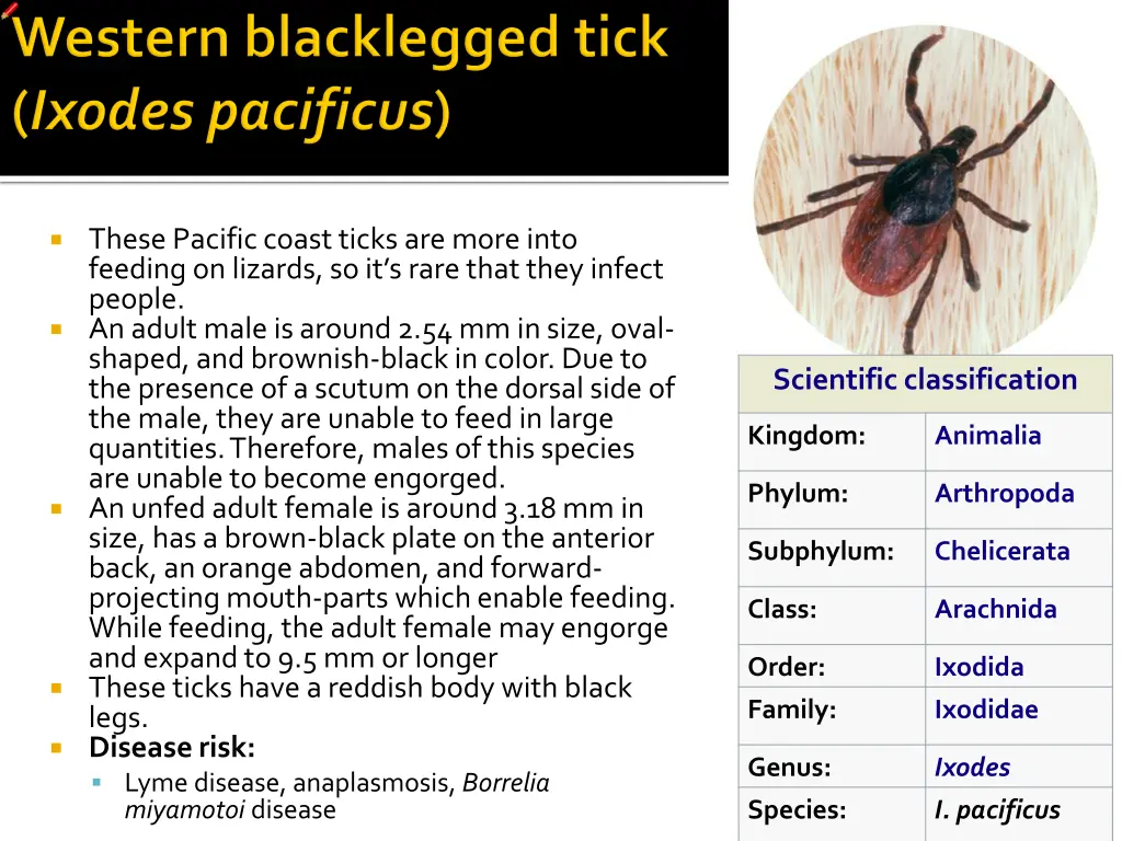these pacific coast ticks are more into feeding