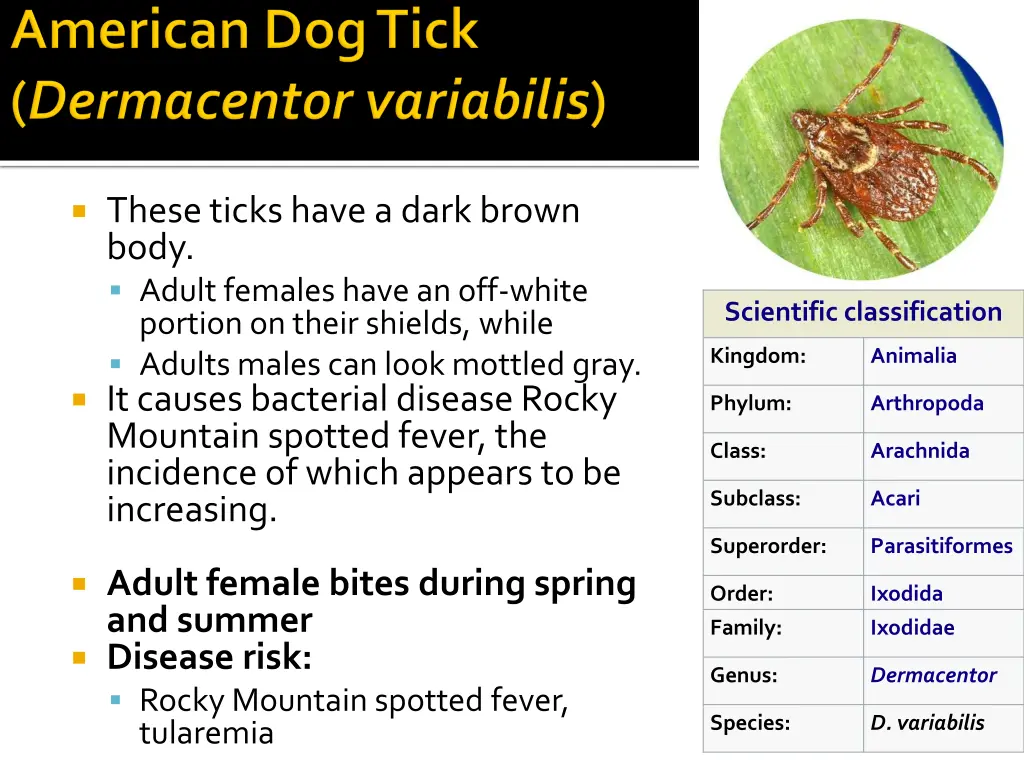 these ticks have a dark brown body adult females