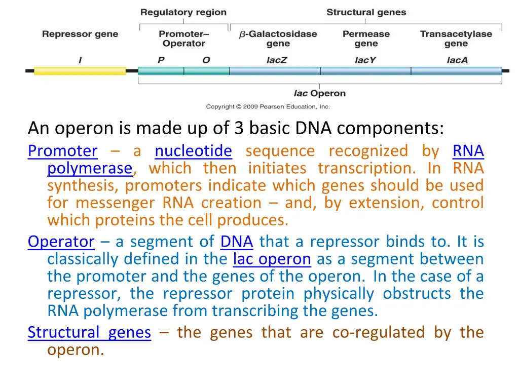 an operon is made up of 3 basic dna components