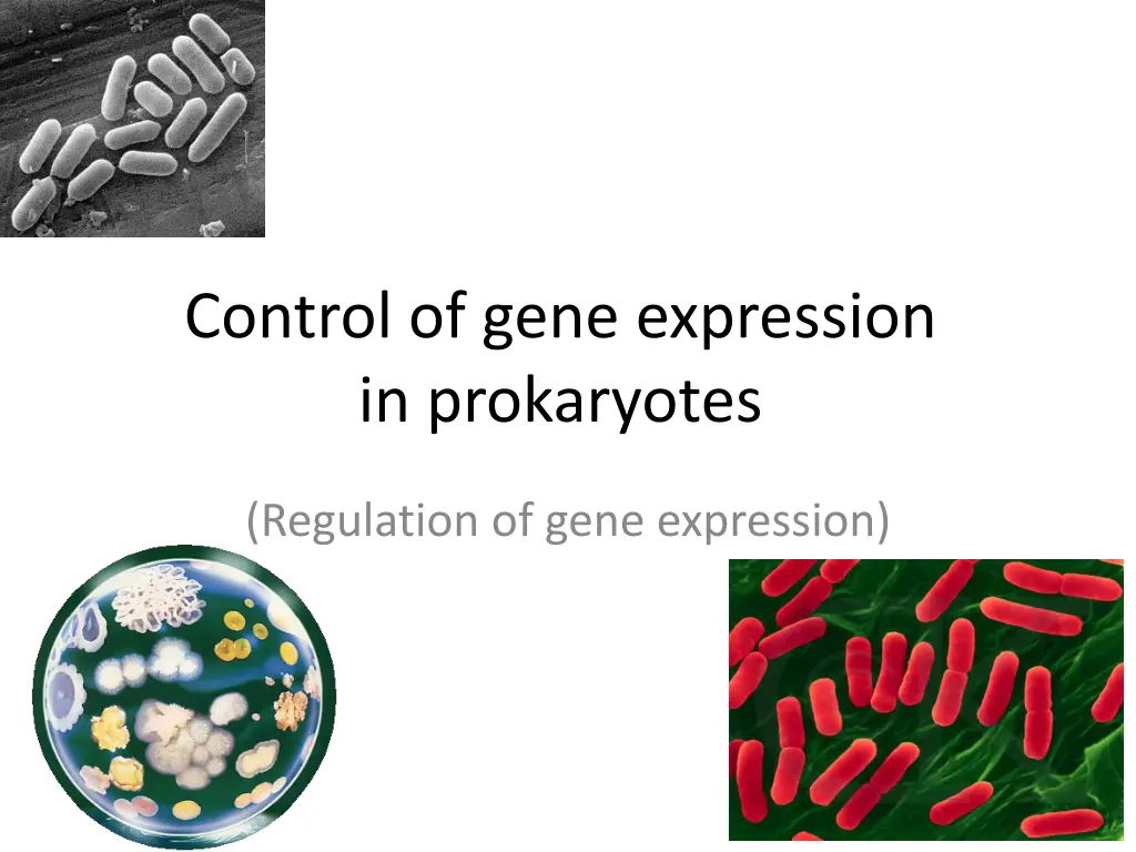 control of gene expression in prokaryotes