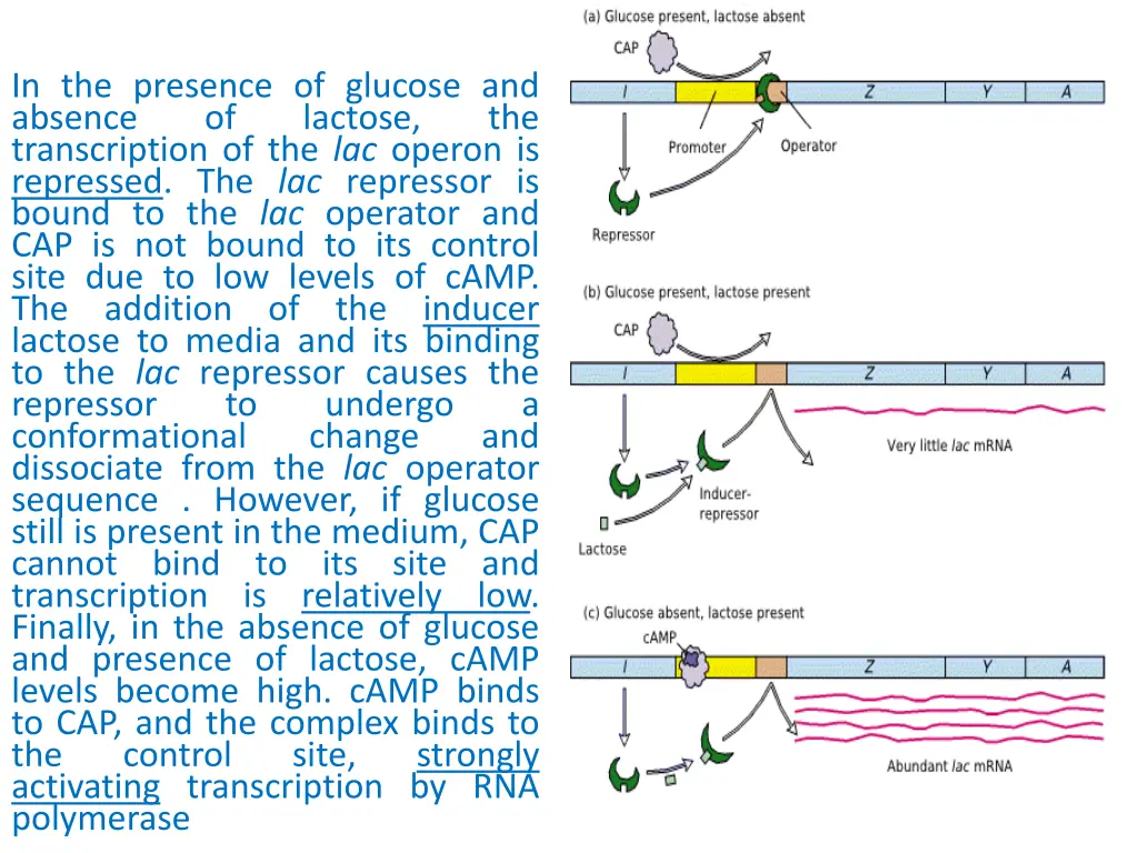 in the presence of glucose and absence