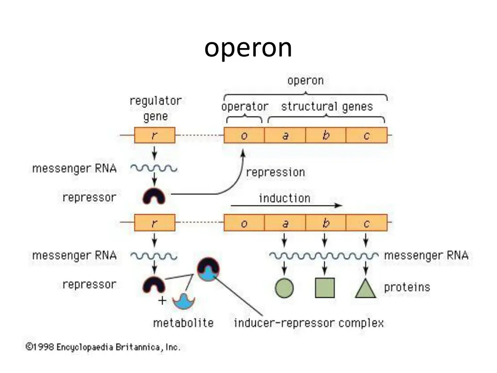 operon
