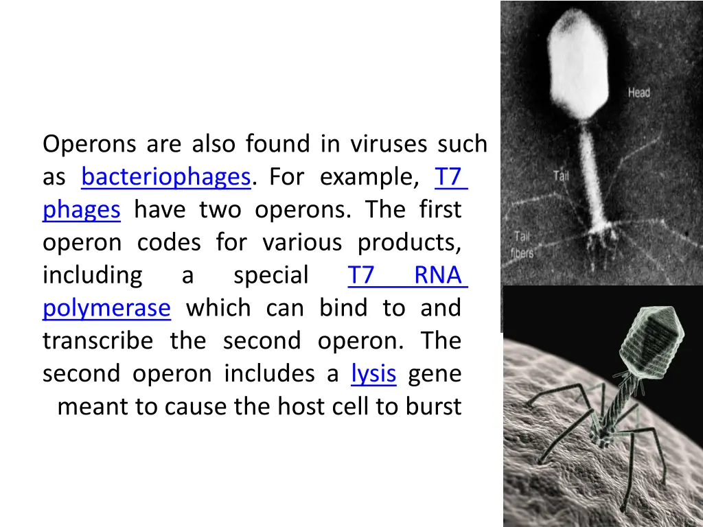 operons are also found in viruses such