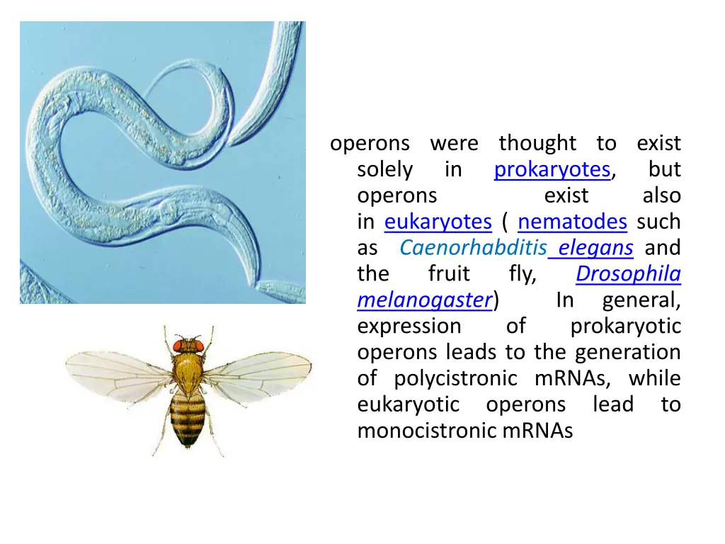 operons were thought to exist solely