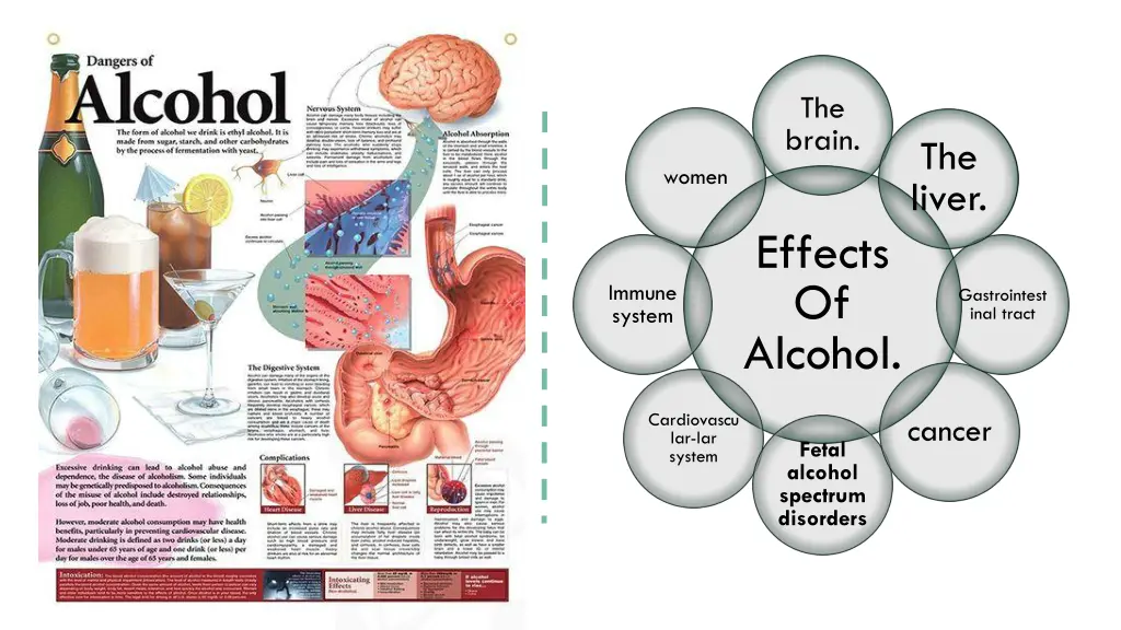the liver