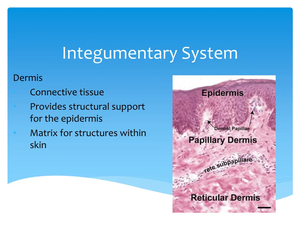 integumentary system 1