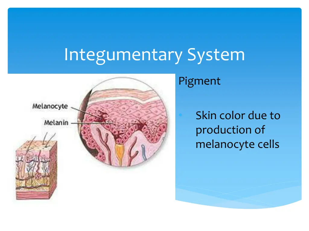 integumentary system 2