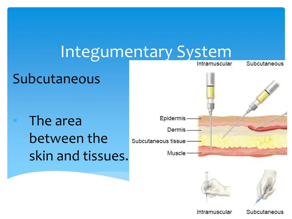 integumentary system 3