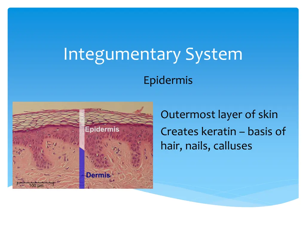 integumentary system