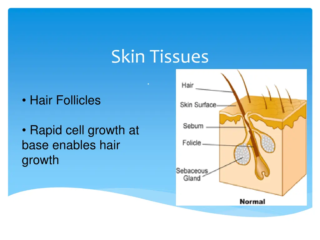 skin tissues 2