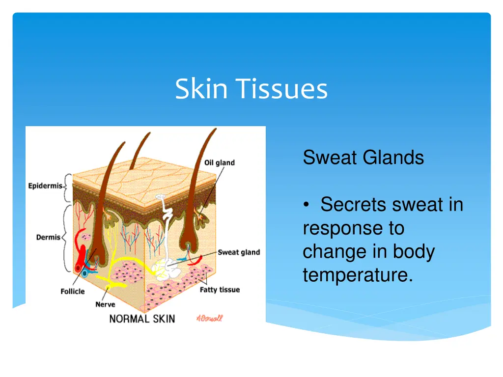 skin tissues