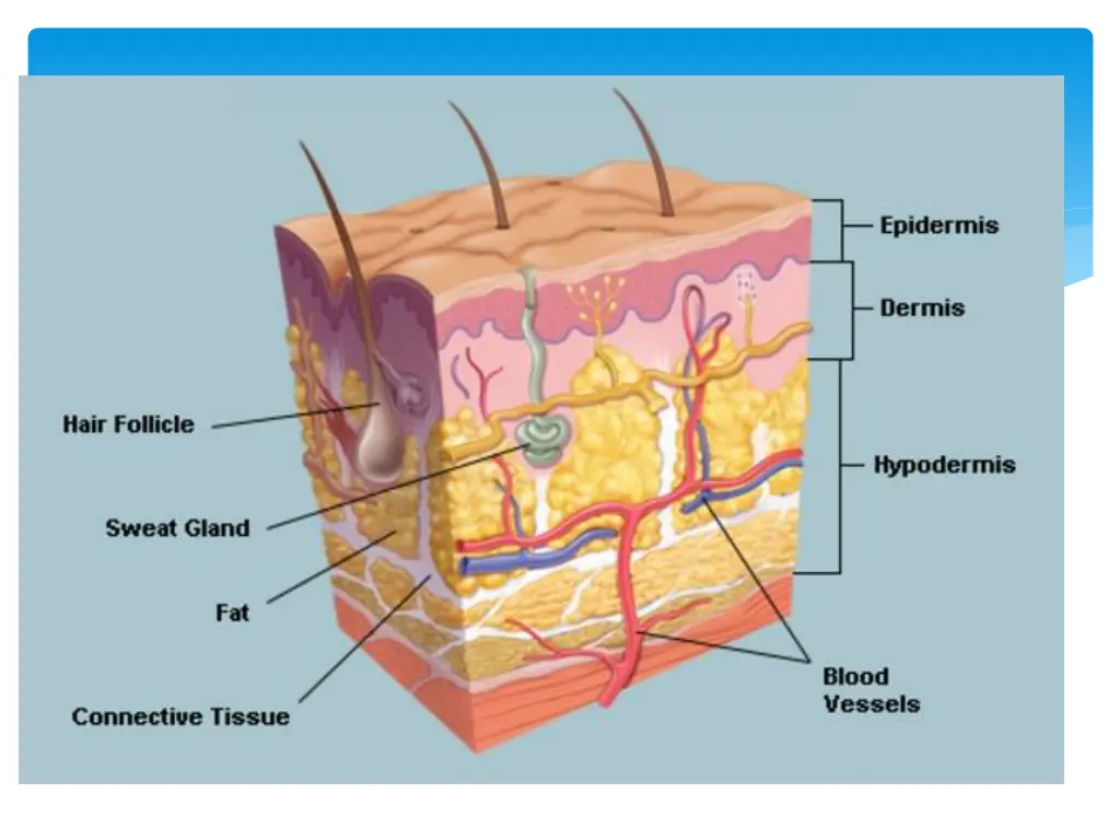 slide11