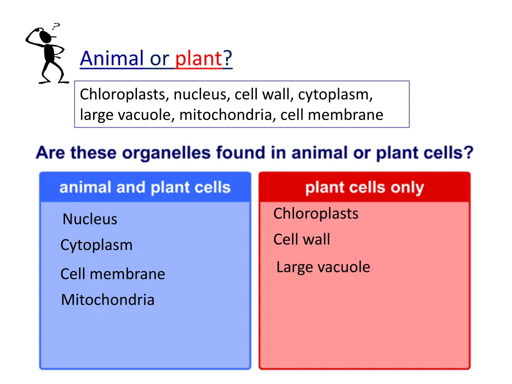 animal or plant