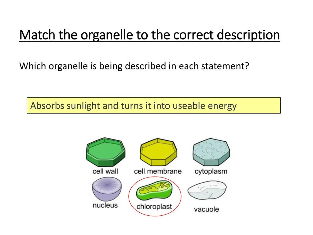match the organelle to the correct description