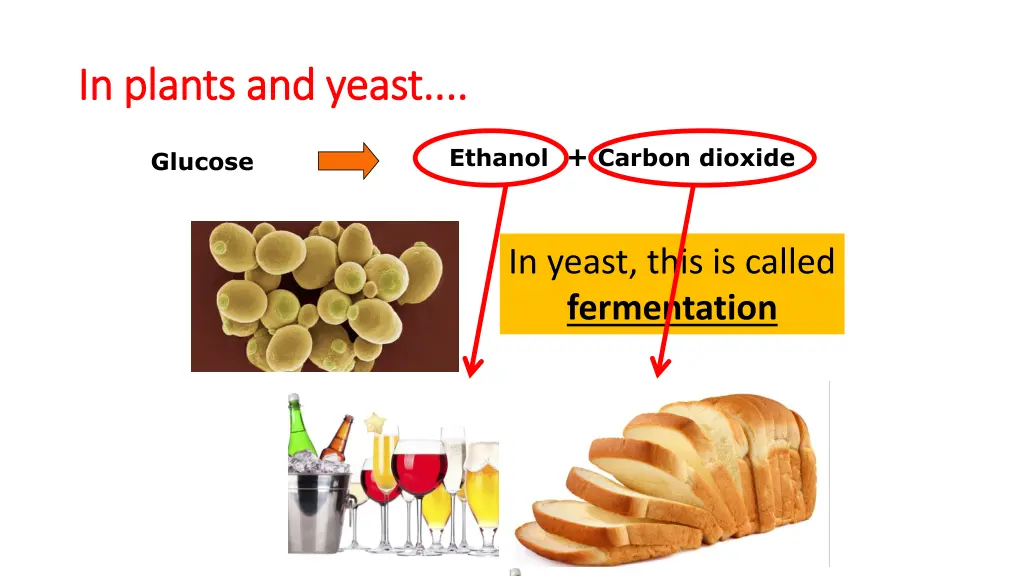 in plants and yeast in plants and yeast 1