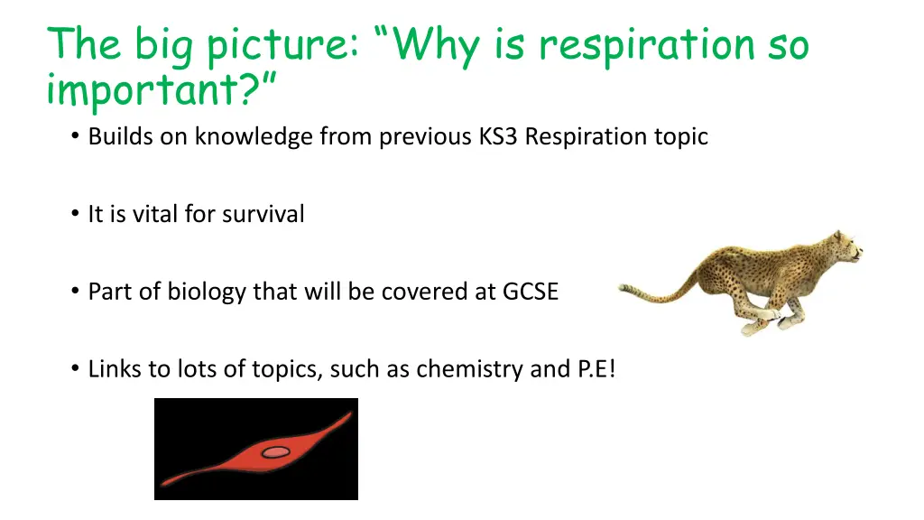 the big picture why is respiration so important