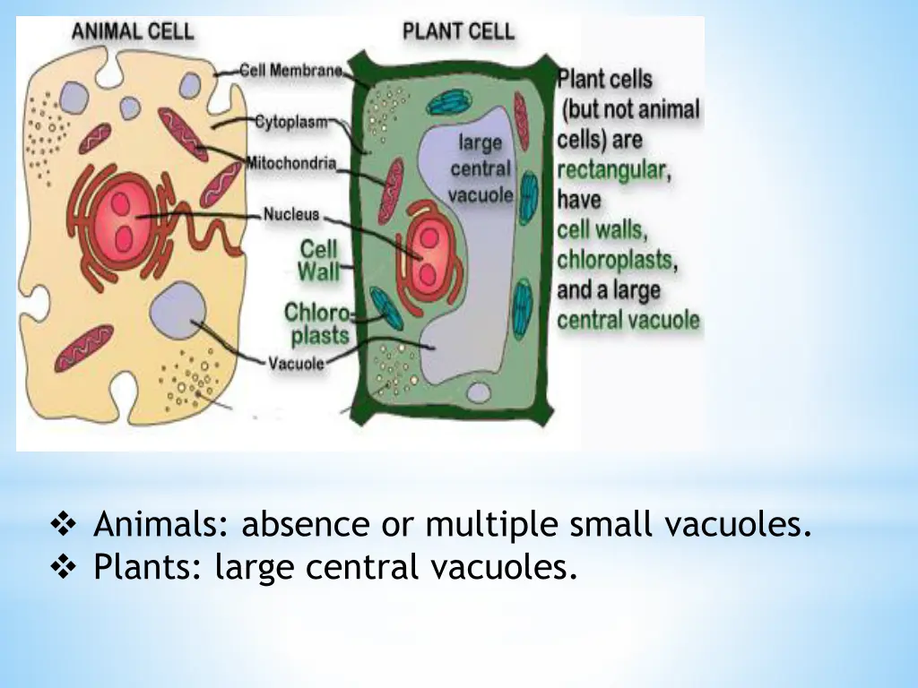 animals absence or multiple small vacuoles plants