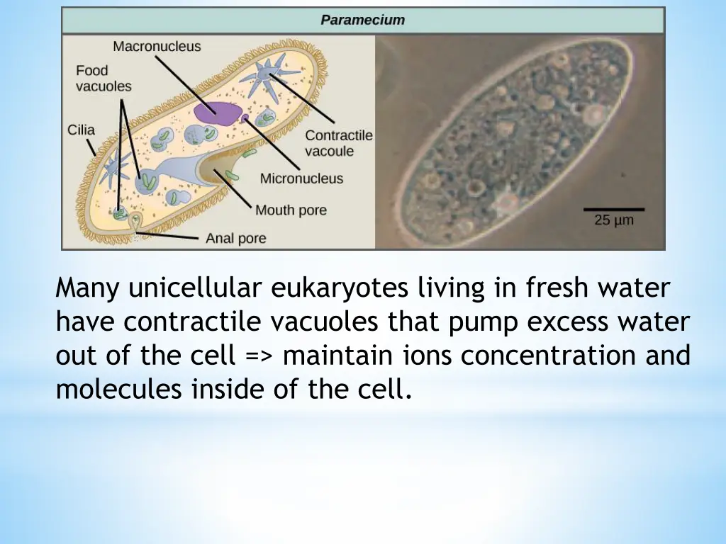 many unicellular eukaryotes living in fresh water
