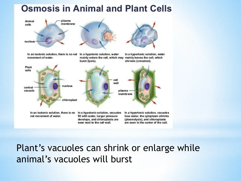 plant s vacuoles can shrink or enlarge while