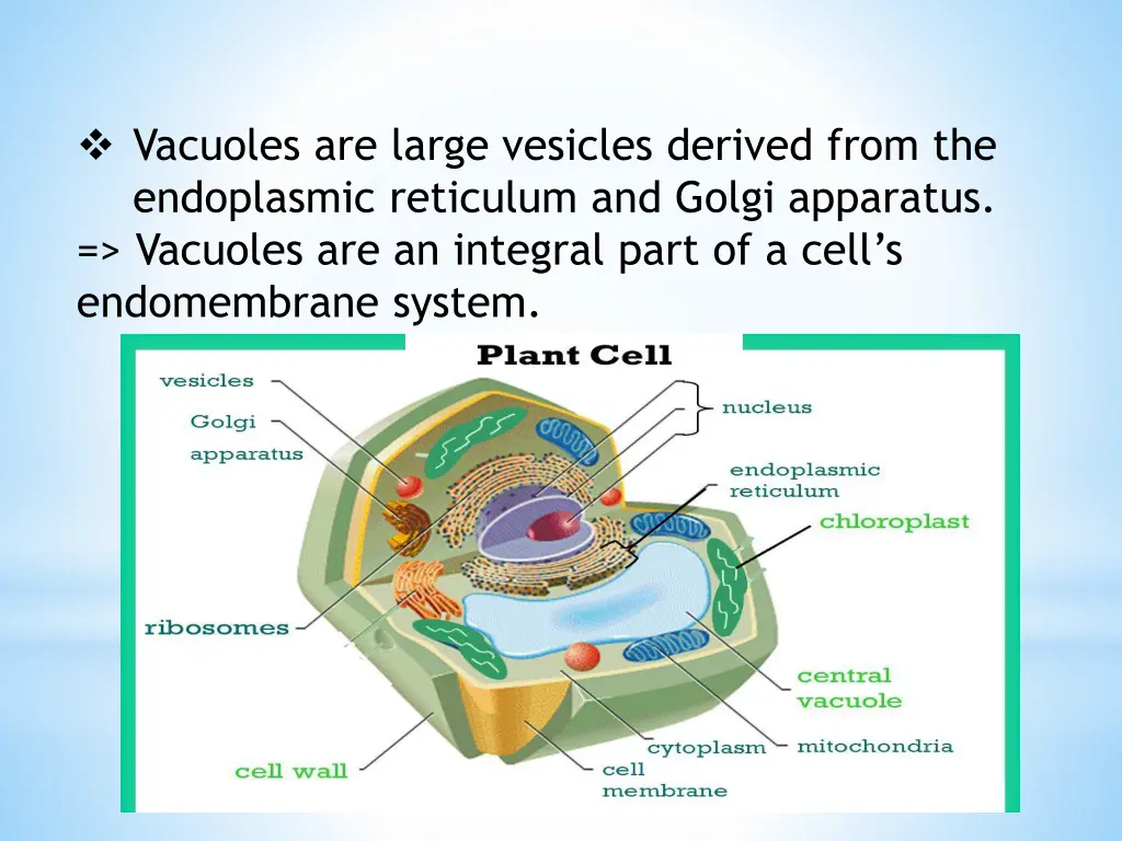 vacuoles are large vesicles derived from