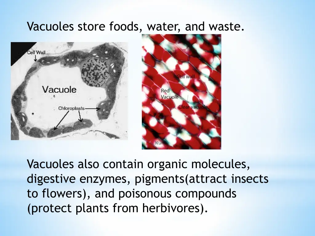 vacuoles store foods water and waste