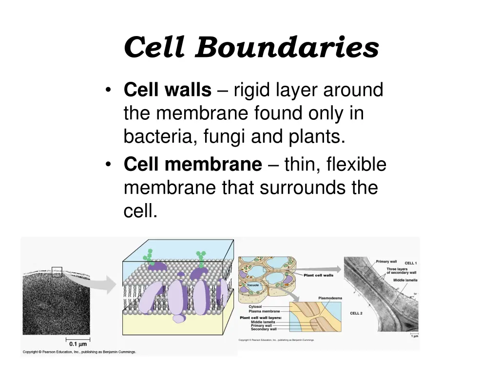 cell boundaries