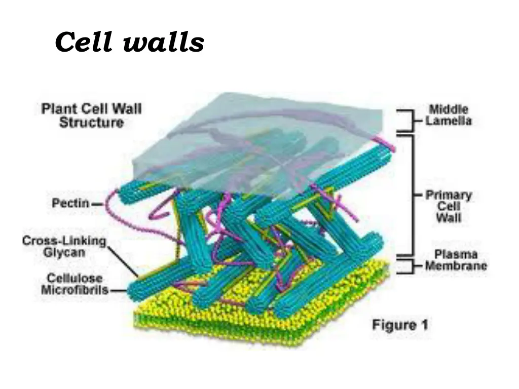 cell walls