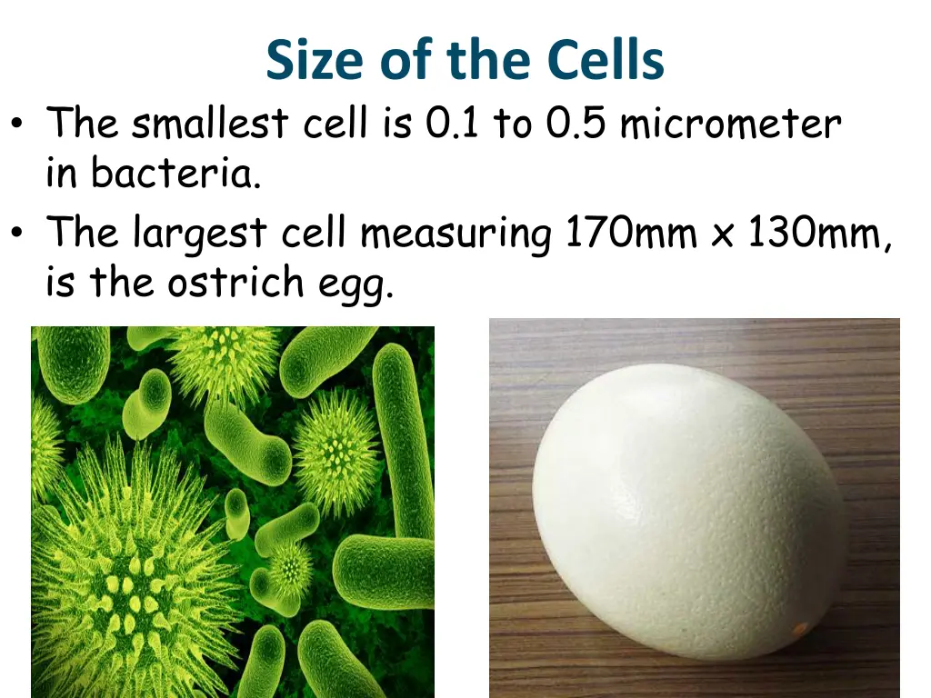 size of the cells
